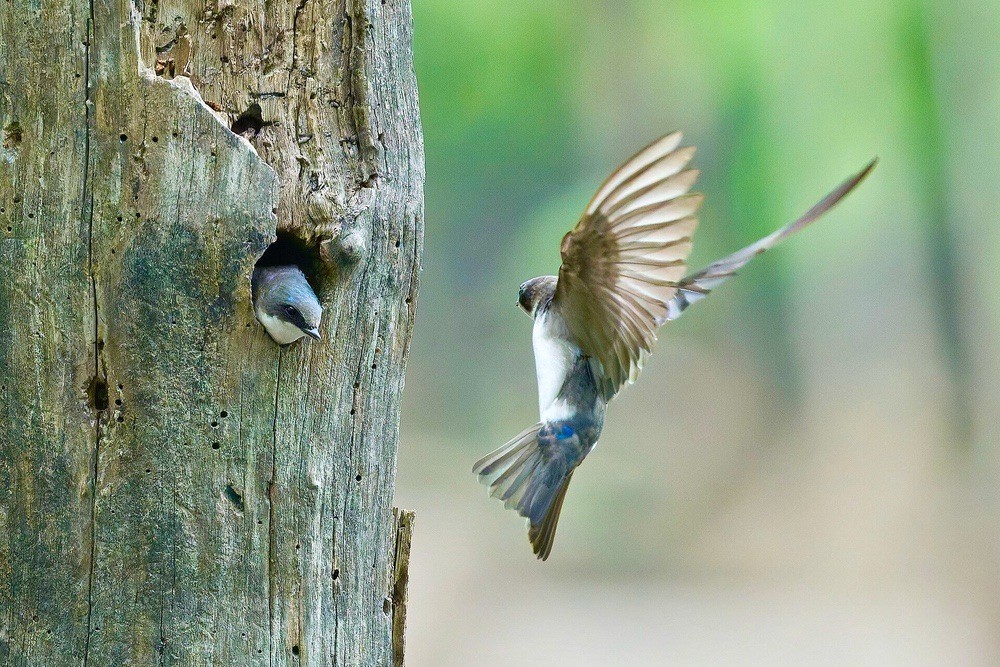 tree swallows, Keeney Cove, Glastonbury, CT USA by Paul Danese is licensed under CC BY-SA 4.0